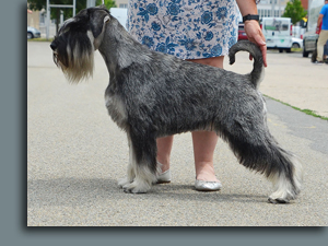 Oakwood standard sale schnauzers